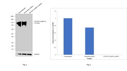 Invitrogen LAMP2 Recombinant Rabbit Monoclonal Antibody (5N8J3) 100 &mu;L;