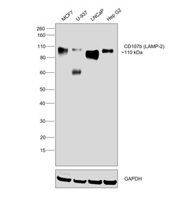 Invitrogen LAMP2 Recombinant Rabbit Monoclonal Antibody (5N8J3) 100 &mu;L;