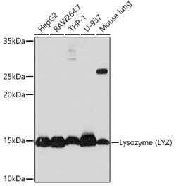 Invitrogen Lysozyme Recombinant Rabbit Monoclonal Antibody (9B2O6) 100