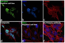 Invitrogen ISL1 Recombinant Rabbit Monoclonal Antibody (1G9Q8) 100 &mu;L;