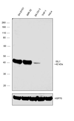 Invitrogen ISL1 Recombinant Rabbit Monoclonal Antibody (1G9Q8) 100 &mu;L;