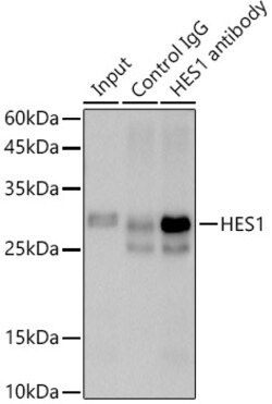 Invitrogen HES1 Recombinant Rabbit Monoclonal Antibody (9I2E8) 100 &mu;L;