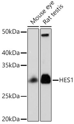 Invitrogen HES1 Recombinant Rabbit Monoclonal Antibody (9I2E8) 100 &mu;L;