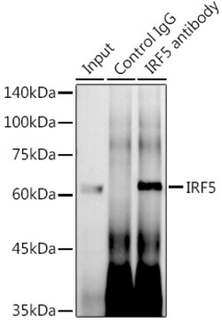 Invitrogen IRF5 Recombinant Rabbit Monoclonal Antibody (6L2B5) 100 &mu;L;