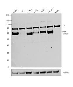 Invitrogen IRF5 Recombinant Rabbit Monoclonal Antibody (6L2B5) 100 &mu;L;