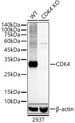 Invitrogen CDK4 Recombinant Rabbit Monoclonal Antibody (6N3M6) 100 &mu;L | Buy Online | Invitrogen&trade; | Fisher Scientific