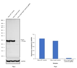 Invitrogen HSP27 Recombinant Rabbit Monoclonal Antibody (8V4B8) 100 &mu;L;