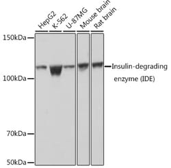 Invitrogen IDE Recombinant Rabbit Monoclonal Antibody (8O8F3) 100 &mu;L | Buy Online | Invitrogen&trade; | Fisher Scientific