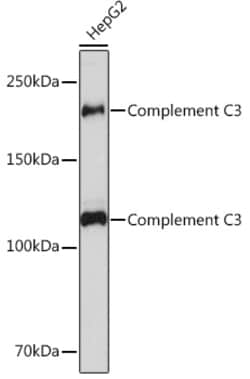 Invitrogen Complement C3 Recombinant Rabbit Monoclonal Antibody (6S8Y7)