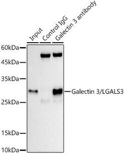 Invitrogen Galectin 3 Recombinant Rabbit Monoclonal Antibody (8F5F9) 100