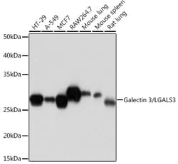 Invitrogen Galectin 3 Recombinant Rabbit Monoclonal Antibody (8F5F9) 100