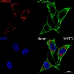 Invitrogen ATP5A1 Recombinant Rabbit Monoclonal Antibody (6M3B8) 100 &mu;L;