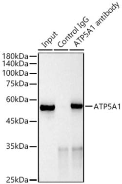Invitrogen ATP5A1 Recombinant Rabbit Monoclonal Antibody (6M3B8) 100 &mu;L;