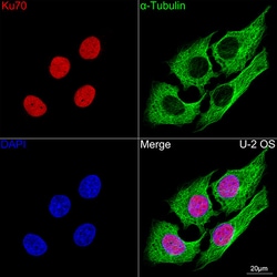 Invitrogen Ku70 Recombinant Rabbit Monoclonal Antibody (8L6B6) 100 &mu;L;