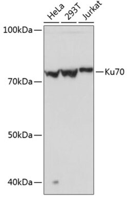Invitrogen Ku70 Recombinant Rabbit Monoclonal Antibody (8L6B6) 100 &mu;L;