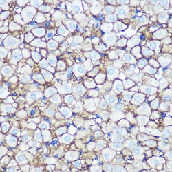 Invitrogen Annexin A2 Recombinant Rabbit Monoclonal Antibody (1W2B5) 100 &mu;L | Buy Online | Invitrogen&trade; | Fisher Scientific