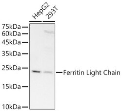 Invitrogen Ferritin Light Chain Recombinant Rabbit Monoclonal Antibody