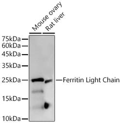 Invitrogen Ferritin Light Chain Recombinant Rabbit Monoclonal Antibody