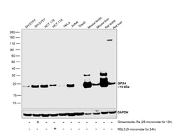 Invitrogen GPX4 Recombinant Rabbit Monoclonal Antibody (7O4Q9) 100 &mu;L;
