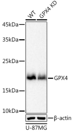 Invitrogen GPX4 Recombinant Rabbit Monoclonal Antibody (7O4Q9) 100 &mu;L;
