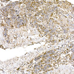 Invitrogen C1QBP Recombinant Rabbit Monoclonal Antibody (6N7U3) 100 &mu;L;
