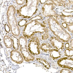 Invitrogen C1QBP Recombinant Rabbit Monoclonal Antibody (6N7U3) 100 &mu;L;