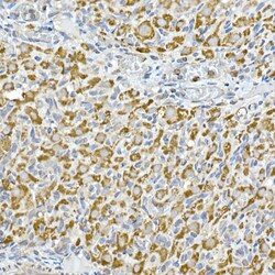 Invitrogen C1QBP Recombinant Rabbit Monoclonal Antibody (6N7U3) 100 &mu;L;