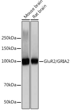 Invitrogen GluR2 Recombinant Rabbit Monoclonal Antibody (9R1X2) 100 &mu;L;