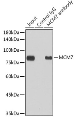 Invitrogen MCM7 Recombinant Rabbit Monoclonal Antibody (3U9N7) 100 &mu;L;