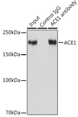 Invitrogen ACE Recombinant Rabbit Monoclonal Antibody (1C9J3) 100 &mu;L;