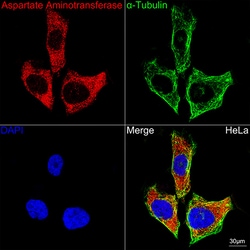 Invitrogen GOT1 Recombinant Rabbit Monoclonal Antibody (5J1B4) 100 &mu;L;