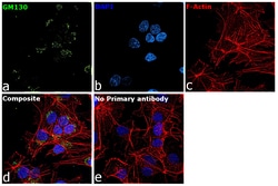 Invitrogen GM130 Recombinant Rabbit Monoclonal Antibody (2L3P6) 100 &mu;L;