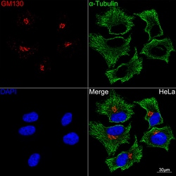 Invitrogen GM130 Recombinant Rabbit Monoclonal Antibody (2L3P6) 100 &mu;L;