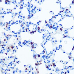 Invitrogen GM130 Recombinant Rabbit Monoclonal Antibody (2L3P6) 100 &mu;L;