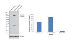 Invitrogen GM130 Recombinant Rabbit Monoclonal Antibody (2L3P6) 100 &mu;L;