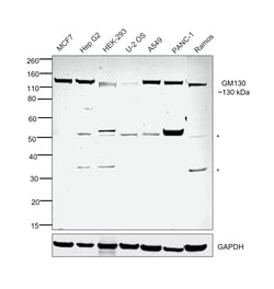 Invitrogen GM130 Recombinant Rabbit Monoclonal Antibody (2L3P6) 100 &mu;L;
