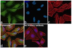 Invitrogen CDK1 Recombinant Rabbit Monoclonal Antibody (4Q9J8) 100 &mu;L;