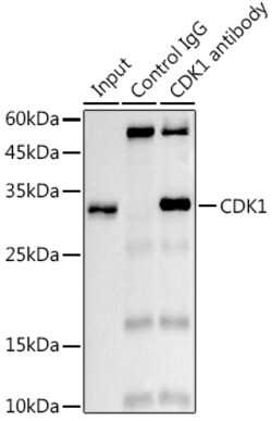 Invitrogen CDK1 Recombinant Rabbit Monoclonal Antibody (4Q9J8) 100 &mu;L;