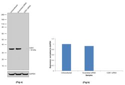 Invitrogen CDK1 Recombinant Rabbit Monoclonal Antibody (4Q9J8) 100 &mu;L;