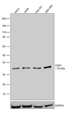 Invitrogen CDK1 Recombinant Rabbit Monoclonal Antibody (4Q9J8) 100 &mu;L;