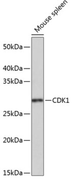 Invitrogen CDK1 Recombinant Rabbit Monoclonal Antibody (4Q9J8) 100 &mu;L;