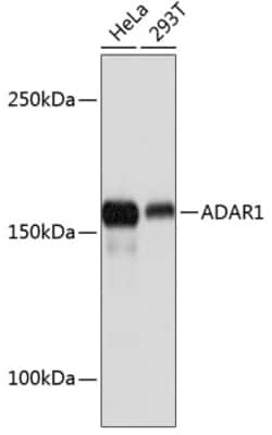 Invitrogen ADAR1 Recombinant Rabbit Monoclonal Antibody (7H1U2) 100 &mu;L;