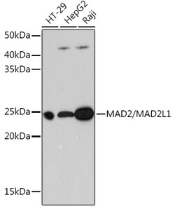 Invitrogen MAD2 Recombinant Rabbit Monoclonal Antibody (5W5U1) 100 &mu;L;