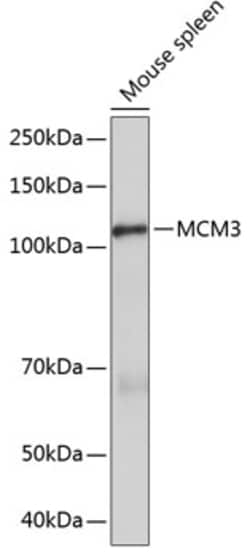 Invitrogen MCM3 Recombinant Rabbit Monoclonal Antibody (9Z5W4) 100 &mu;L;