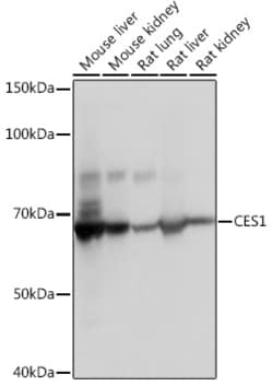 Invitrogen CES1 Recombinant Rabbit Monoclonal Antibody (7C9R6) 100 &mu;L;