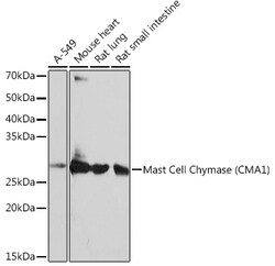 Invitrogen Mast Cell Chymase Recombinant Rabbit Monoclonal Antibody (2O4P8)