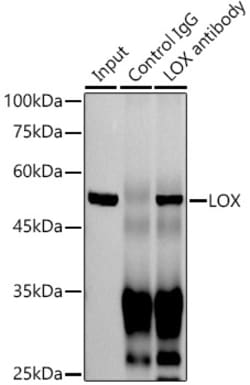 Invitrogen LOX Recombinant Rabbit Monoclonal Antibody (9K10Z3) 100 &mu;L;
