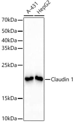 Invitrogen Claudin 1 Recombinant Rabbit Monoclonal Antibody (1F8U5) 100 &mu;L | Buy Online | Invitrogen&trade; | Fisher Scientific