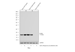 Invitrogen Claudin 1 Recombinant Rabbit Monoclonal Antibody (1F8U5) 100 &mu;L | Buy Online | Invitrogen&trade; | Fisher Scientific