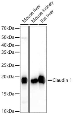 Invitrogen Claudin 1 Recombinant Rabbit Monoclonal Antibody (1F8U5) 100 &mu;L | Buy Online | Invitrogen&trade; | Fisher Scientific